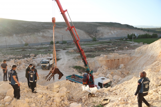 Van'da uçurumdan düşen atı belediye ekipleri kurtardı
